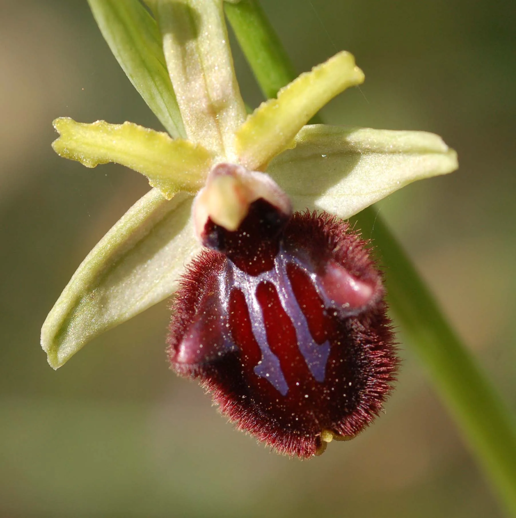 Orchids 1
